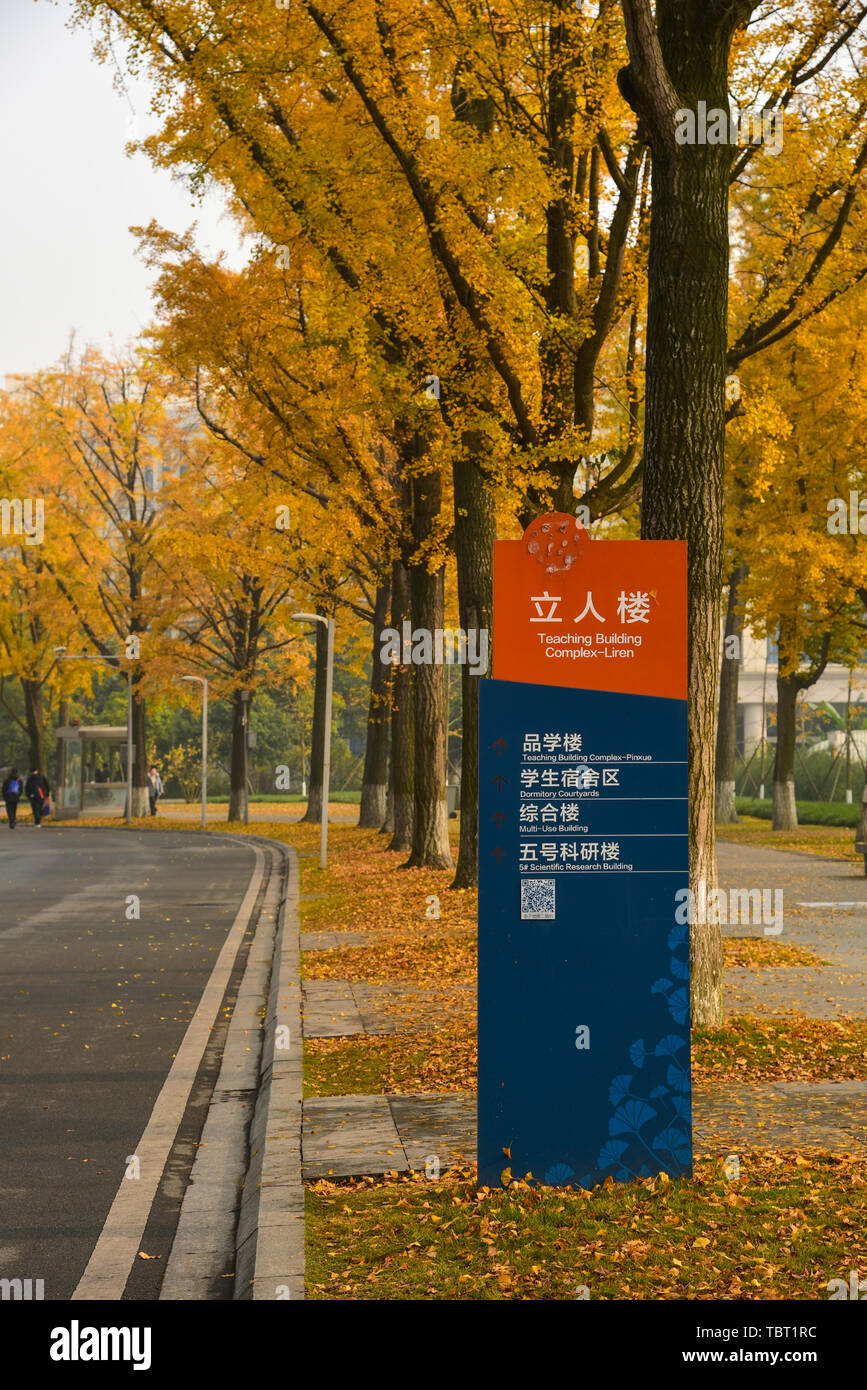 Ginkgo Allee, Chengdu Universität elektronische Wissenschaft und Technologie Stockfoto