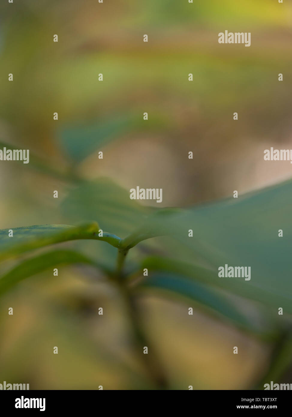 Blätter, abstraktes Muster Farben des Herbstes, Englische Walnuss (Juglans regia), Pohueroa, Brunswick, Whanganui, Neuseeland Stockfoto