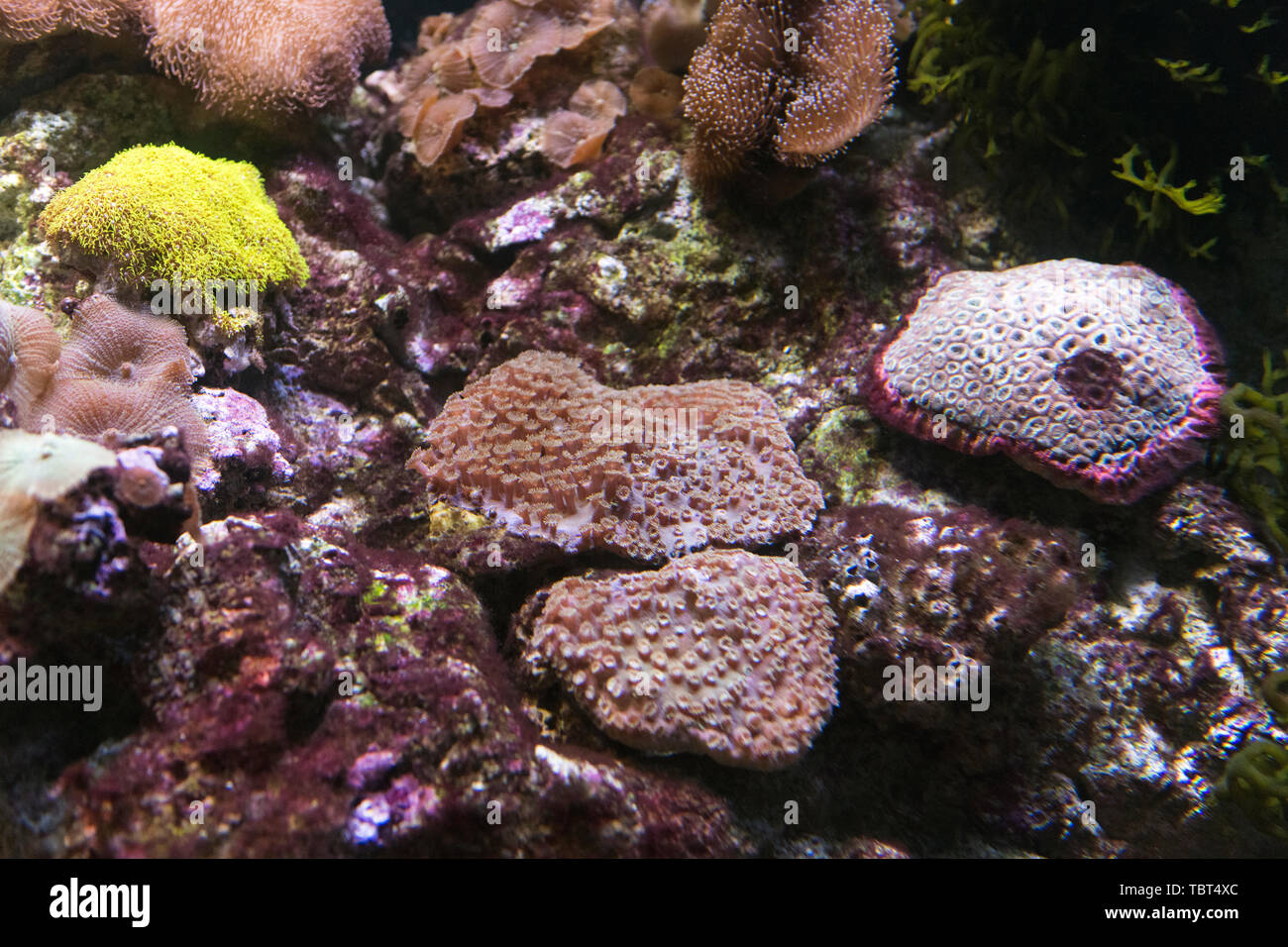Koralle. Stockfoto