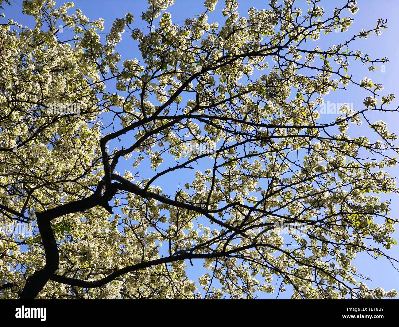 Die Birne Blumen im Tempel des Himmels stehen in voller Blüte, und es fühlt sich besonders gut im Frühjahr zu gehen. Stockfoto
