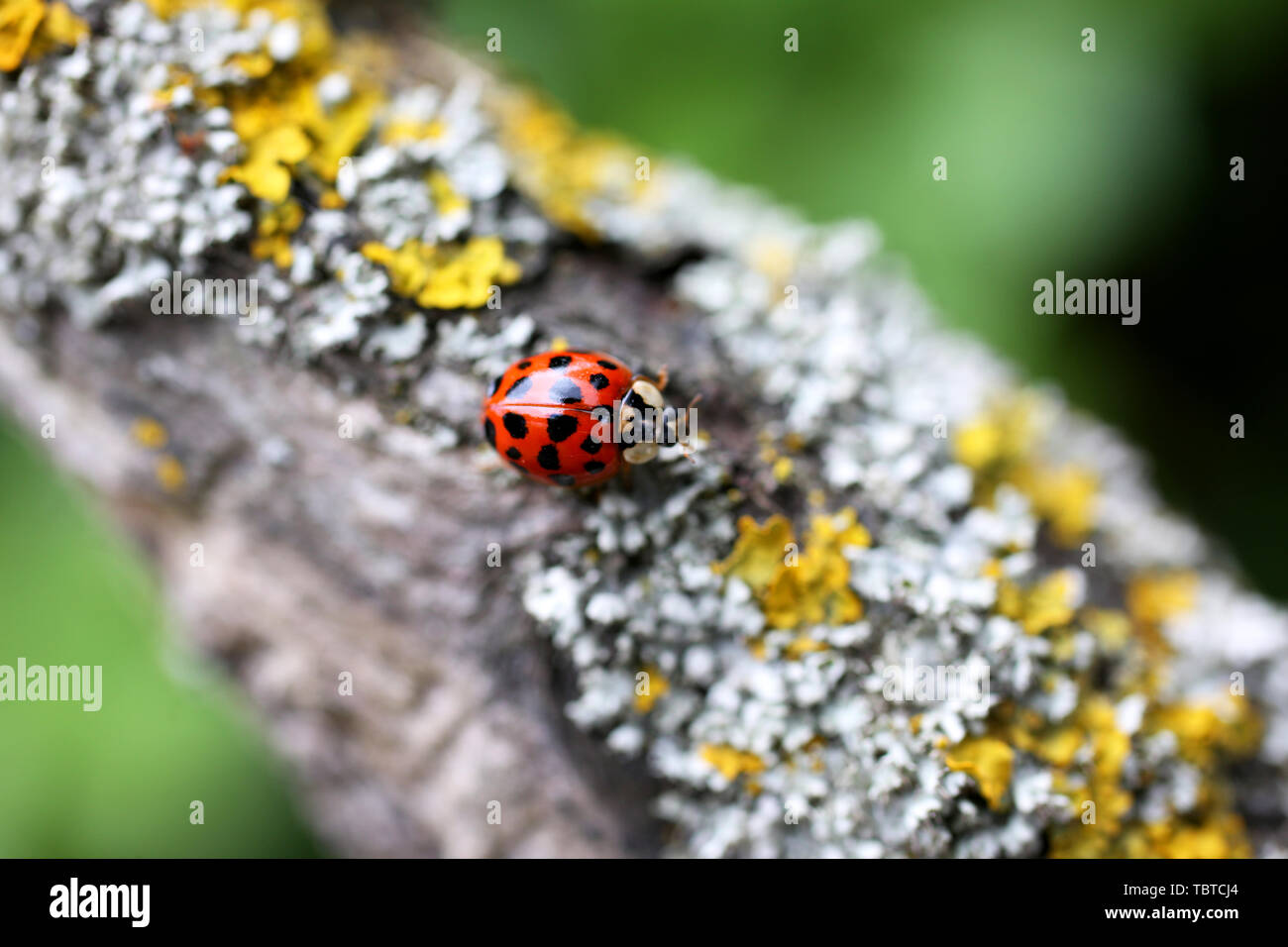 Ein Harlekin Marienkäfer, Harmonia axyridis Wissenschaftlicher Name, dargestellt auf einem Ast in West Wittering an der Südküste, UK. Stockfoto