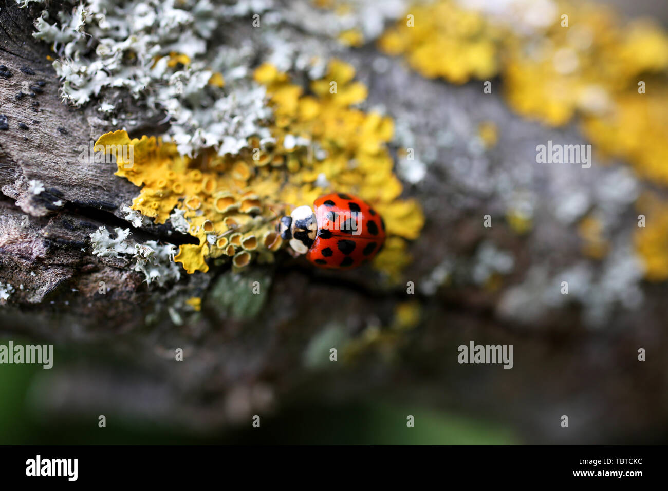 Ein Harlekin Marienkäfer, Harmonia axyridis Wissenschaftlicher Name, dargestellt auf einem Ast in West Wittering an der Südküste, UK. Stockfoto