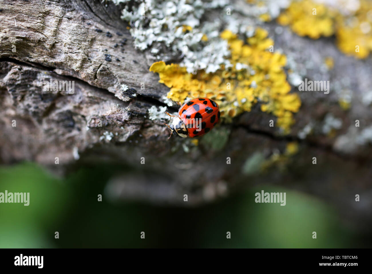 Ein Harlekin Marienkäfer, Harmonia axyridis Wissenschaftlicher Name, dargestellt auf einem Ast in West Wittering an der Südküste, UK. Stockfoto