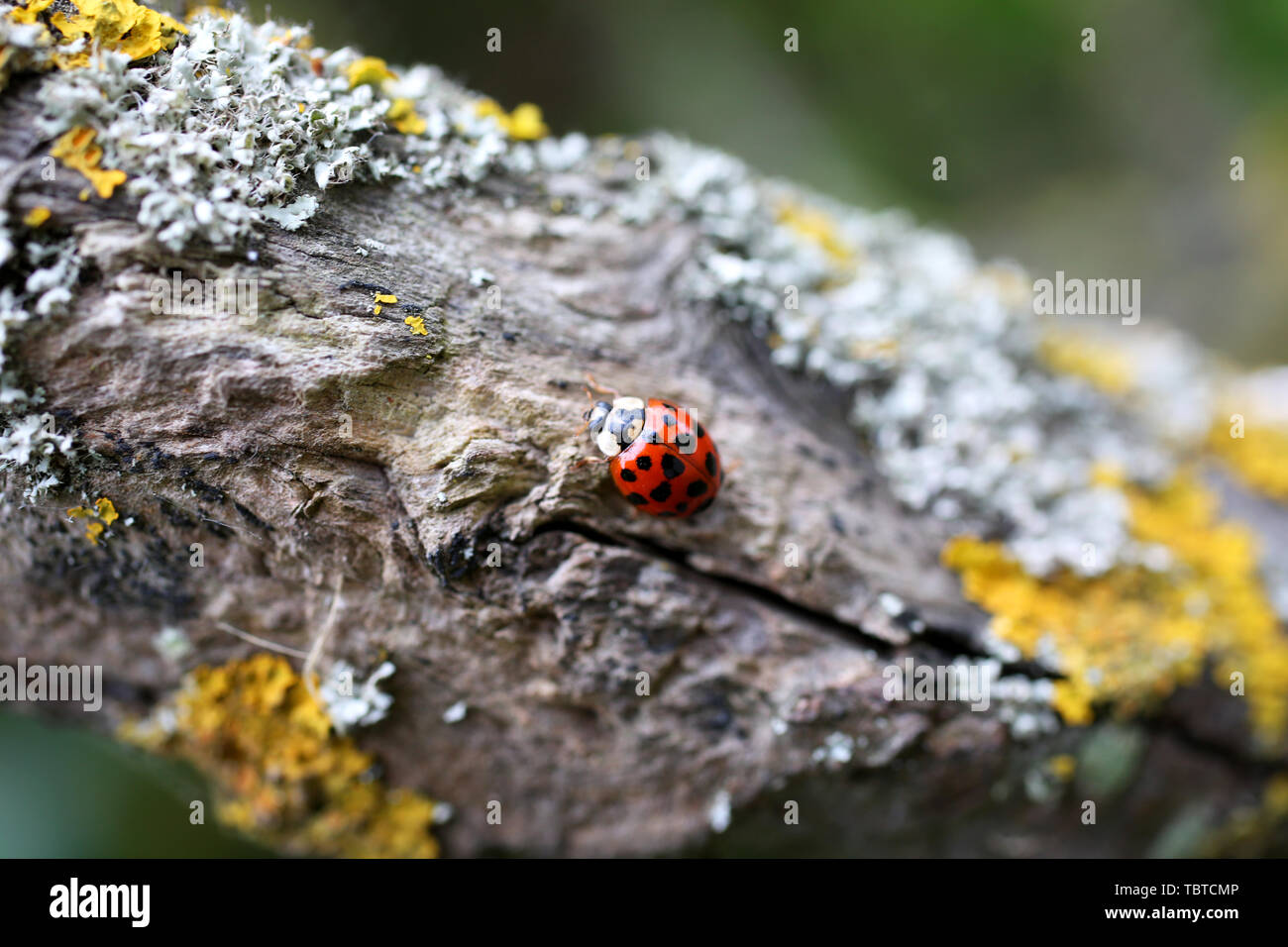 Ein Harlekin Marienkäfer, Harmonia axyridis Wissenschaftlicher Name, dargestellt auf einem Ast in West Wittering an der Südküste, UK. Stockfoto