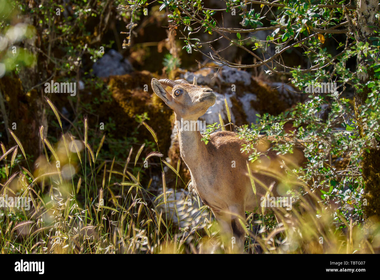Weibliche Bergziege (Capra pyrenaica). Madrid, Spanien Stockfoto