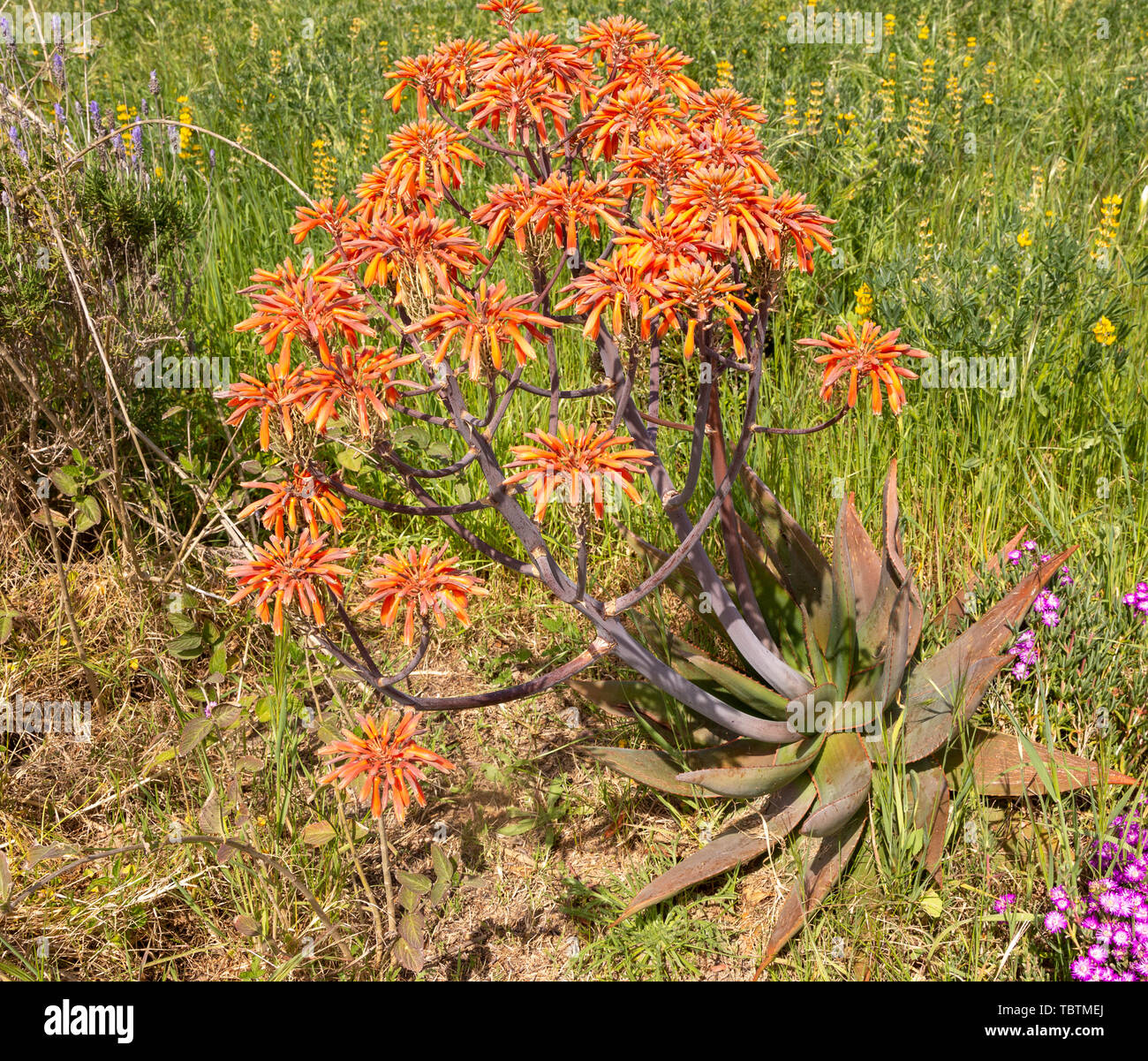 Aloe vera sukkulente Kaktus Pflanze Blte, orange Blumen, Rogil, Algarve,  Portugal, Sdeuropa Stockfotografie - Alamy