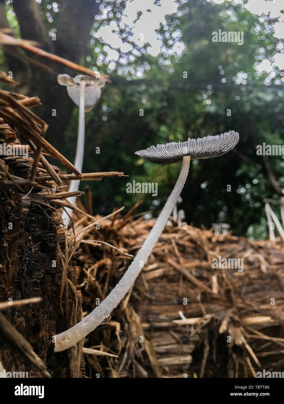 Pilze wachsen in Heuballen nach regen Stockfoto