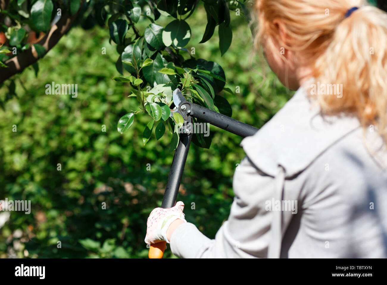 Obstbäume beschneiden Fotos und Bildmaterial in hoher Auflösung Alamy