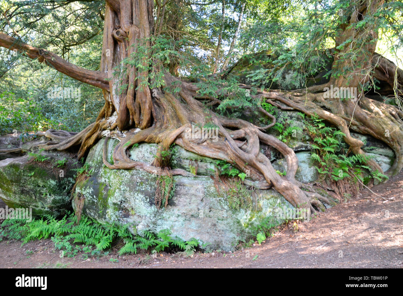 Knorrige Wurzeln in die Felsen auf der Rock am Wakehurst Gärten, East Sussex, Großbritannien Stockfoto