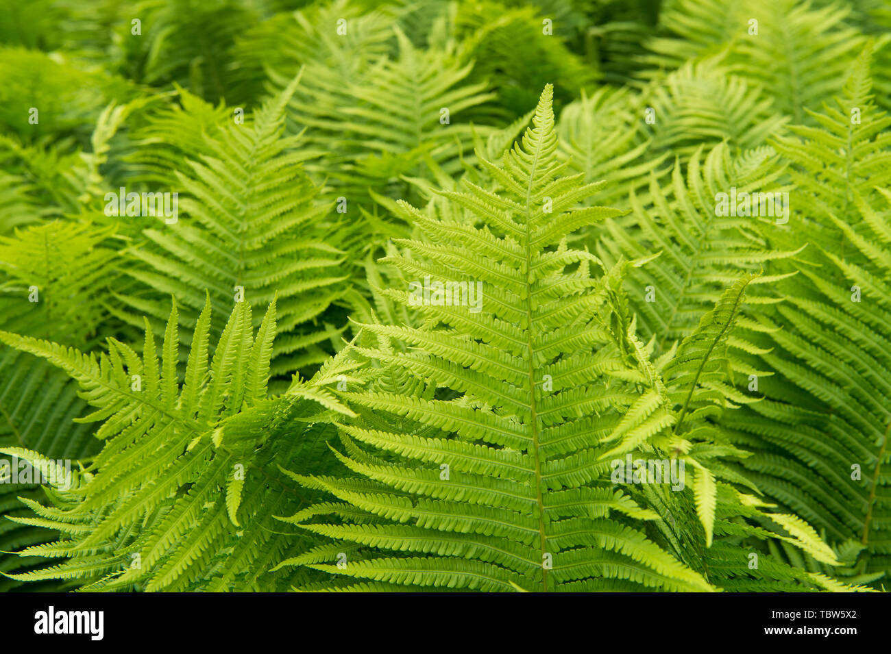 Schnen Farnen Bltter grn der Natur. Blumen farn Hintergrund. Farne  Bltter Laub. Tropical leaf. Exotischen Wald Pflanze. Botanik Konzept. Farne  Dschungel. Lebendige Farne hautnah Stockfotografie - Alamy