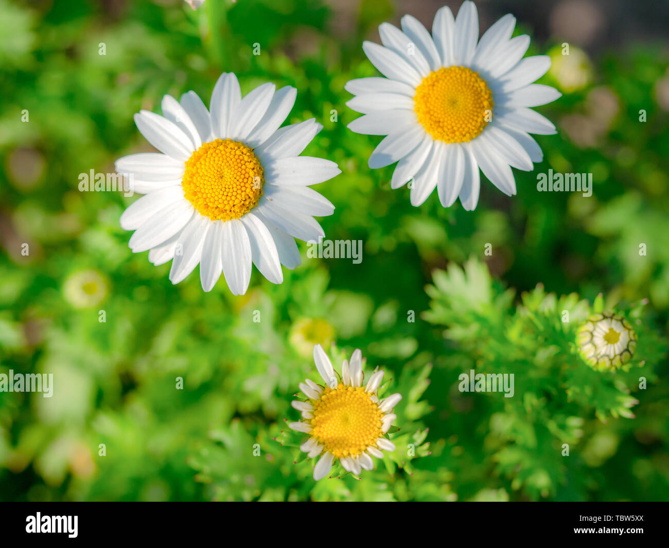 Römische Kamille close-up Stockfoto