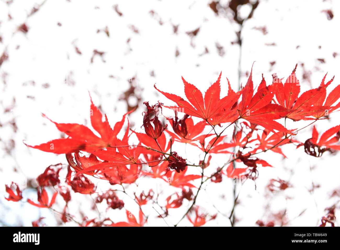 Schöne rote Blätter im Herbst Stockfoto