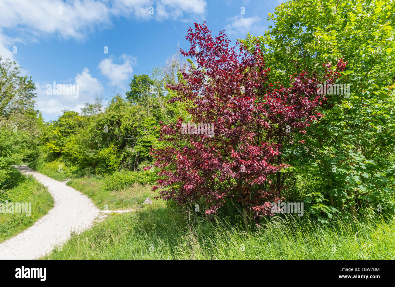 Kleiner Prunus Cerasifera Baum (Kirschpflaumenbaum oder Purple Leaf Plum Baum) mit violettem oder rötlichem Blattwerk (Blätter), das im Sommer (Anfang Juni) in Großbritannien gezeigt wird. Stockfoto