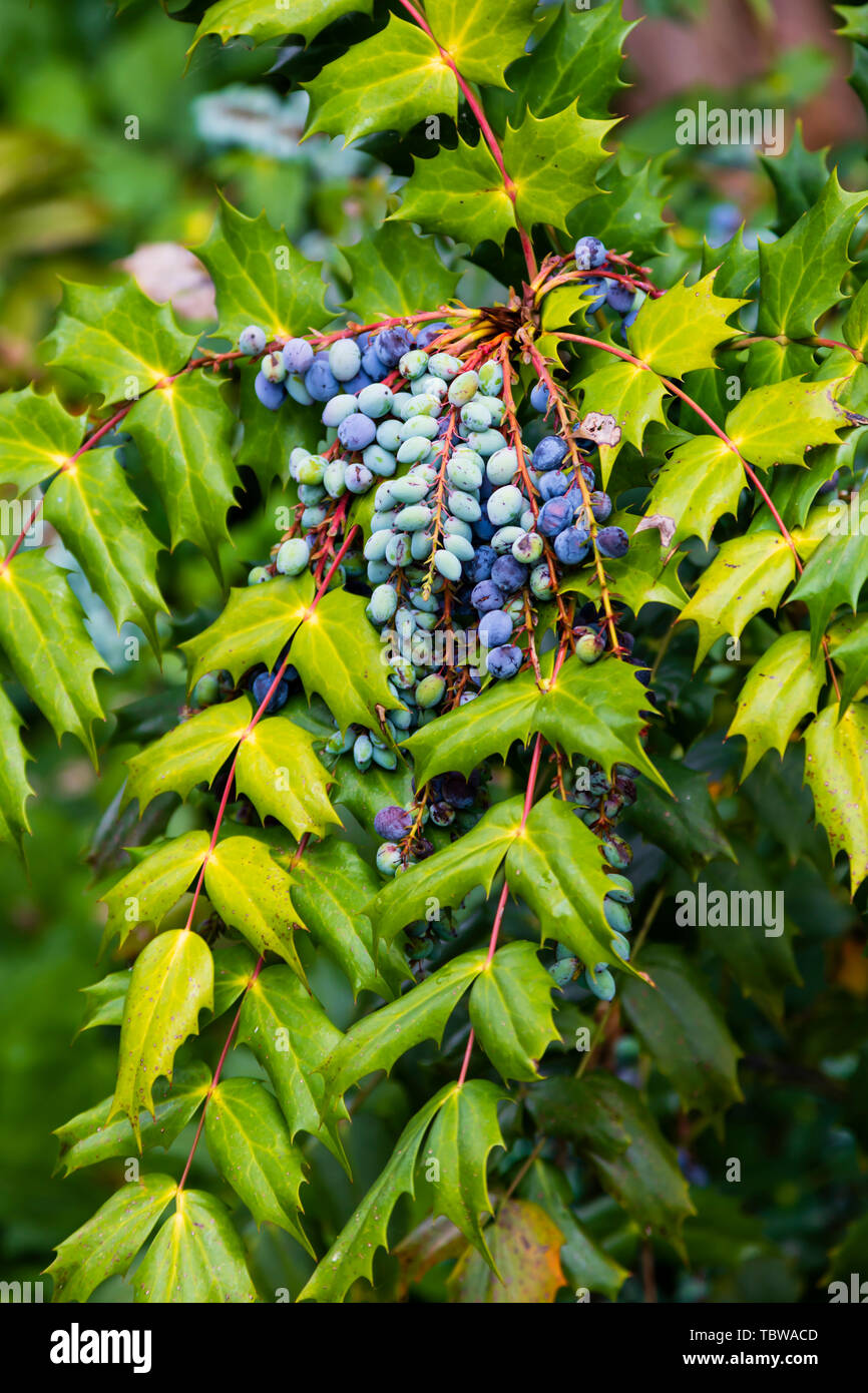 Oregon Traube, Mahonia Aquifolium, blaue Beeren und gefiederte Blätter. Stockfoto