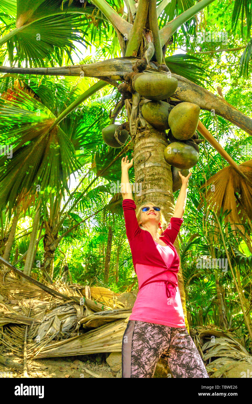 Touristische Frau zeigt Coco de Mer auf Palme in den Botanischen Garten. Gern Ferdinand Naturschutzgebiet, in der Nähe von Anse Marie Louise, Praslin, Seychellen. Niedrig Stockfoto