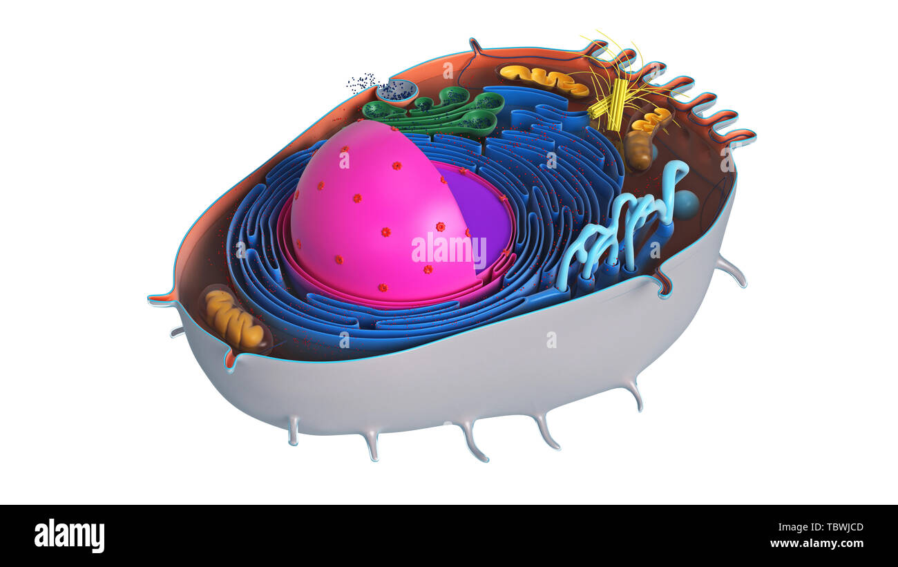 Tierischen Zelle in Abschnitt, mehrfarbige Wissenschaft Naturwissenschaften Biologie. 3D-Rendering Stockfoto