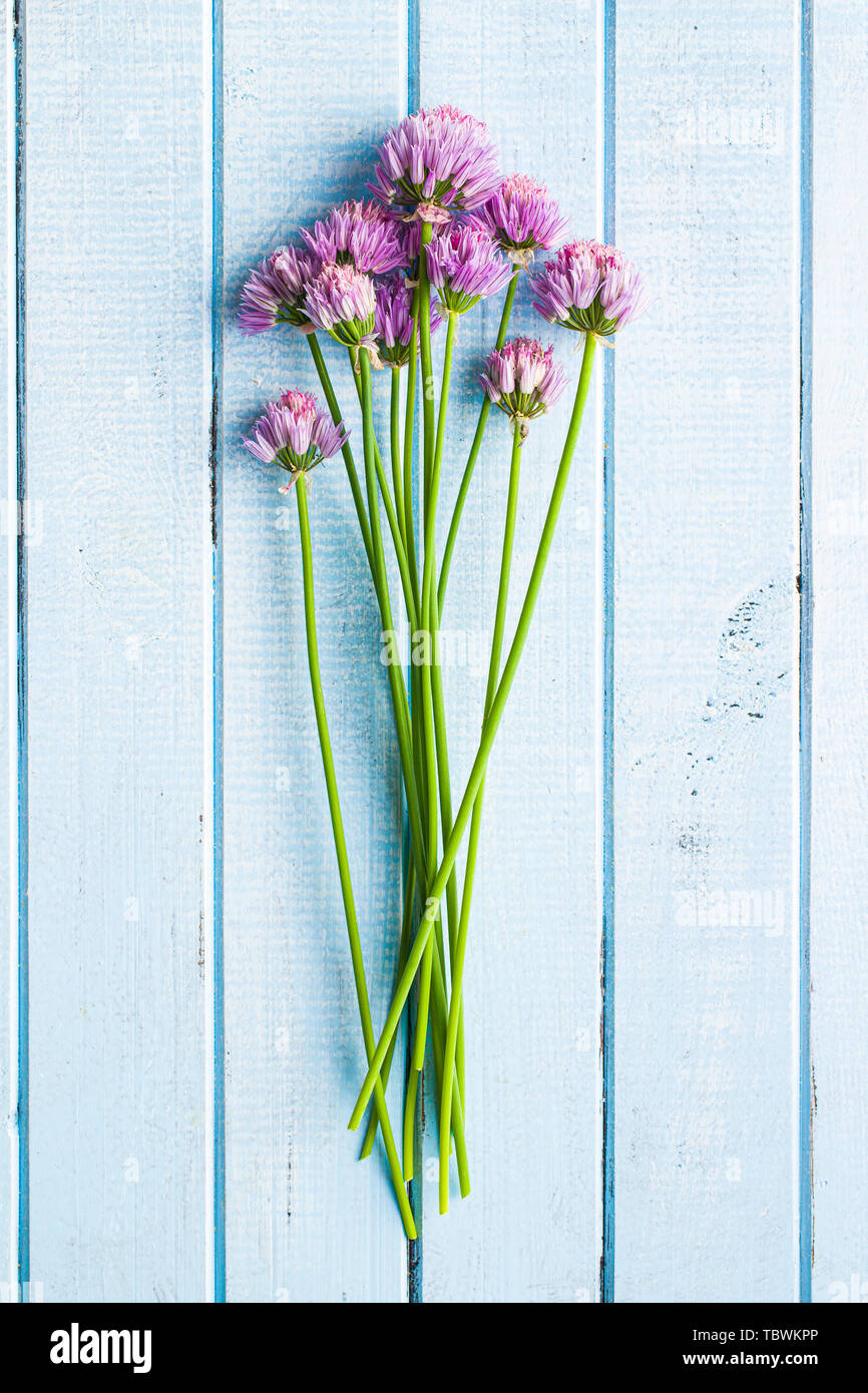 Schnittlauch mit Blumen auf blau. Stockfoto