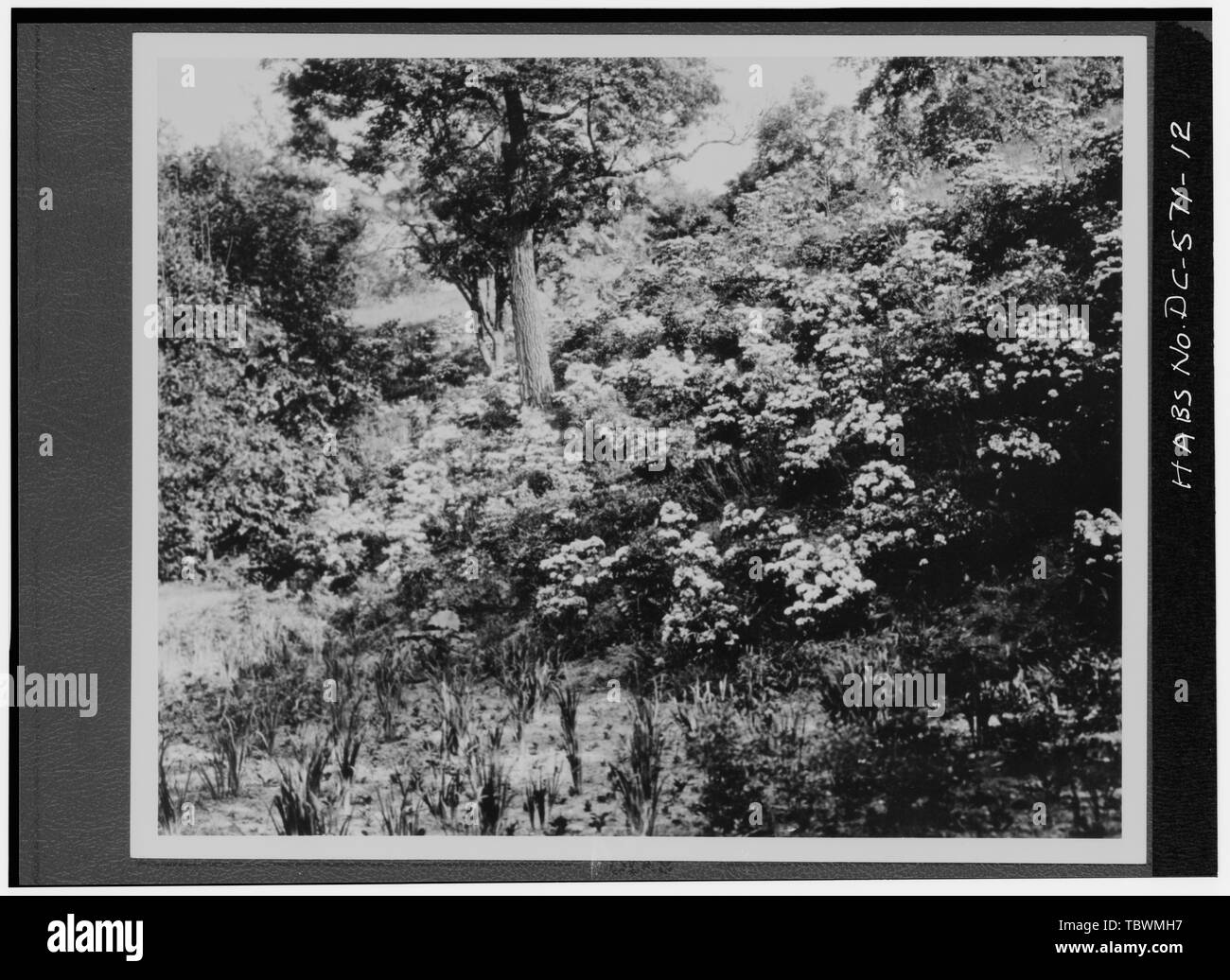 MOUNTAIN LAUREL (KALMIA LATIFOLIA) am Lorbeer POOL Fotokopie der Fotographie, 1930er Jahre National Park Service, National Capital Region dateien Dumbarton Oaks Park, Thirtysecond und R Straßen Northwest, Washington, District of Columbia, DC Stockfoto