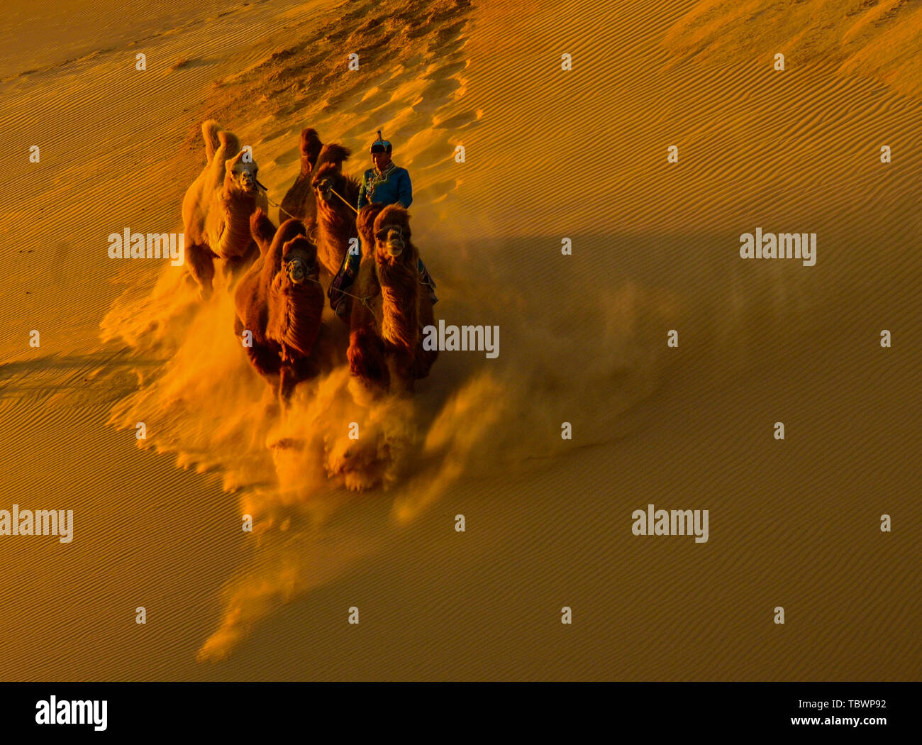 Desert King------- Nikon D800 E 28-300 Stockfoto