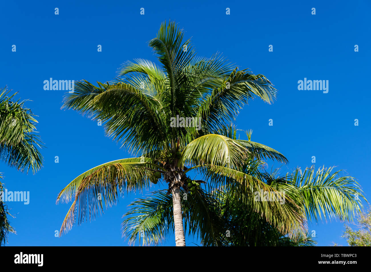 Kokospalme innerhalb des South Seas Island Resort. Captiva Island, Florida Stockfoto