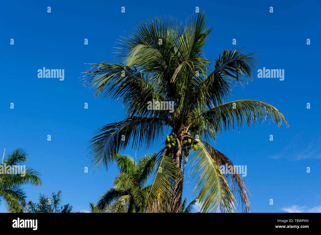 Kokospalme innerhalb des South Seas Island Resort. Captiva Island, Florida Stockfoto
