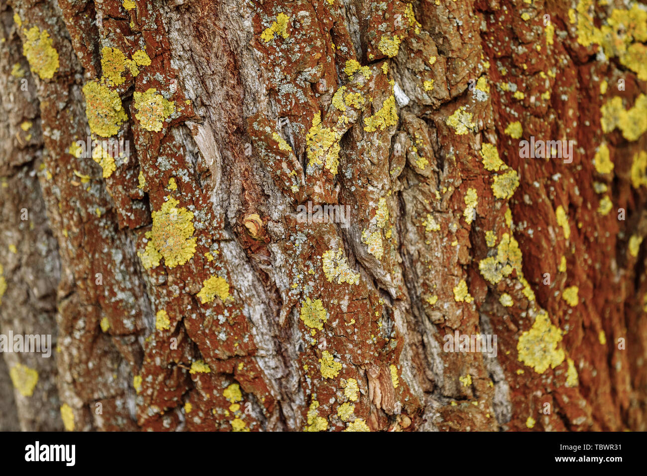 Baumrinde Textur. Baumrinde Hintergrund mit Moos. Natur Holz Hintergrund Stockfoto