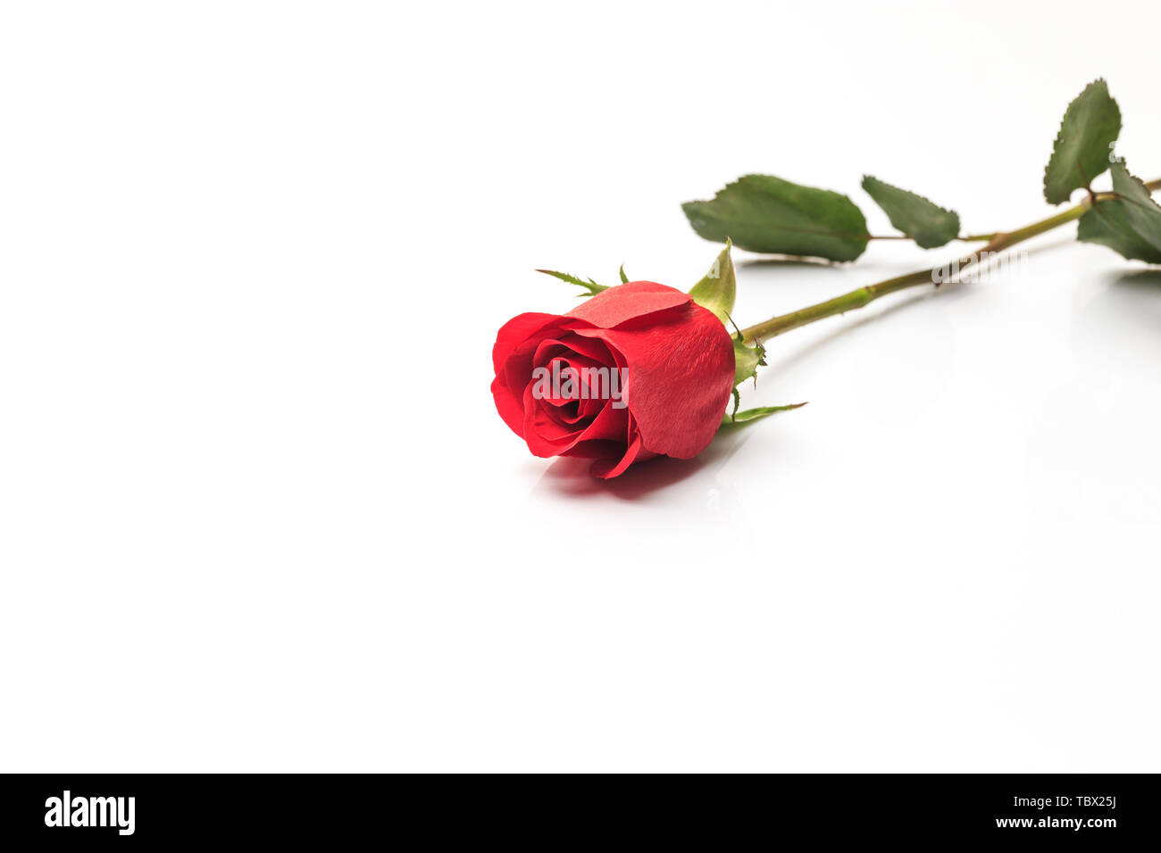 Schönen duftenden Rosen Stockfoto