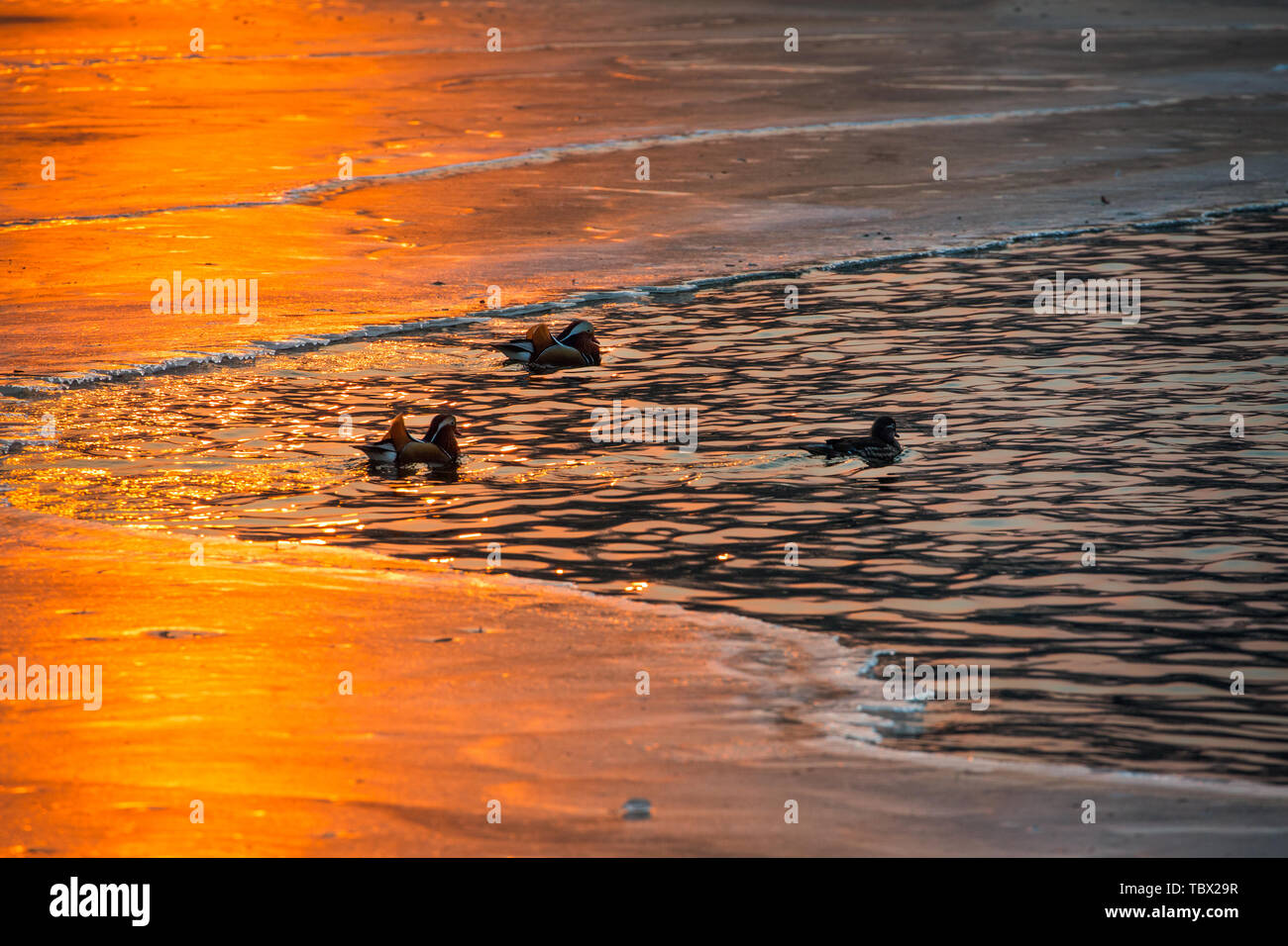 Den See und Eis in der Sonne funkelten wie Sonnenuntergang geschmolzenes Gold und das Mandarin Enten auf dem See nicht ins Wasser springen munter zu jagen. Stockfoto