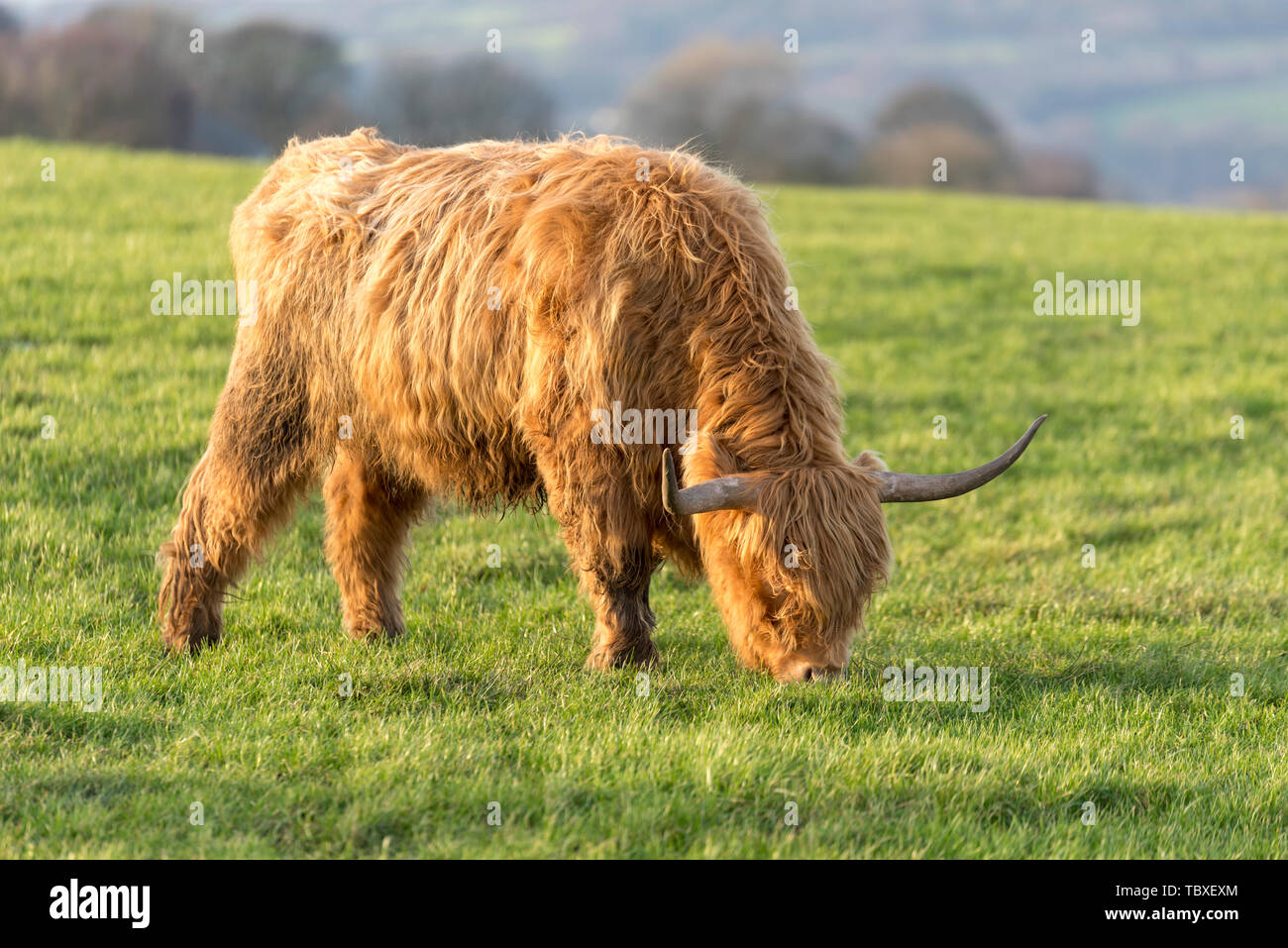 Highland Kuh in Blackburn, Lancashire, Großbritannien - Highland Cattle Stockfoto