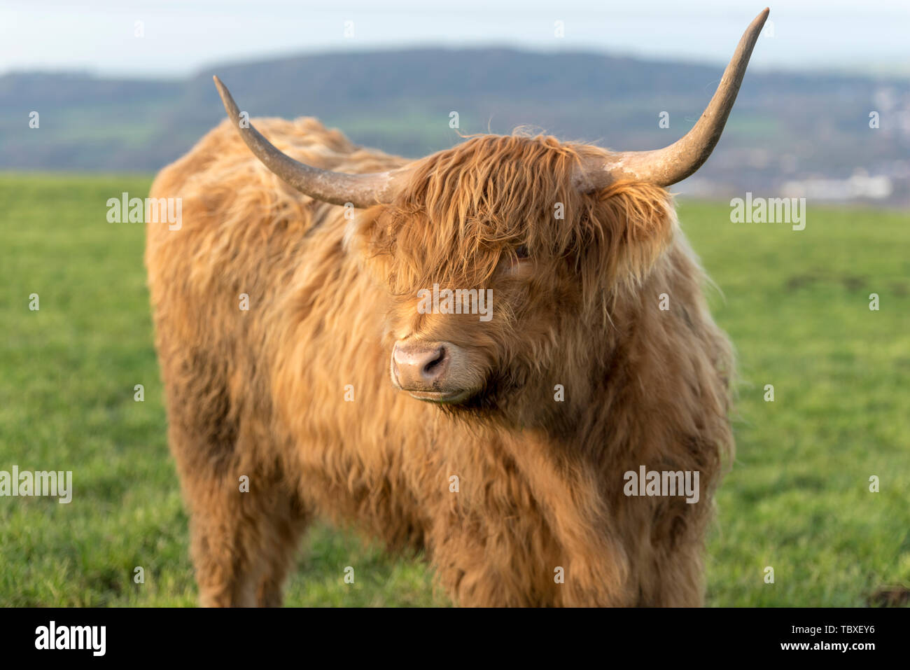 Highland Kuh in Blackburn, Lancashire, Großbritannien - Highland Cattle Stockfoto
