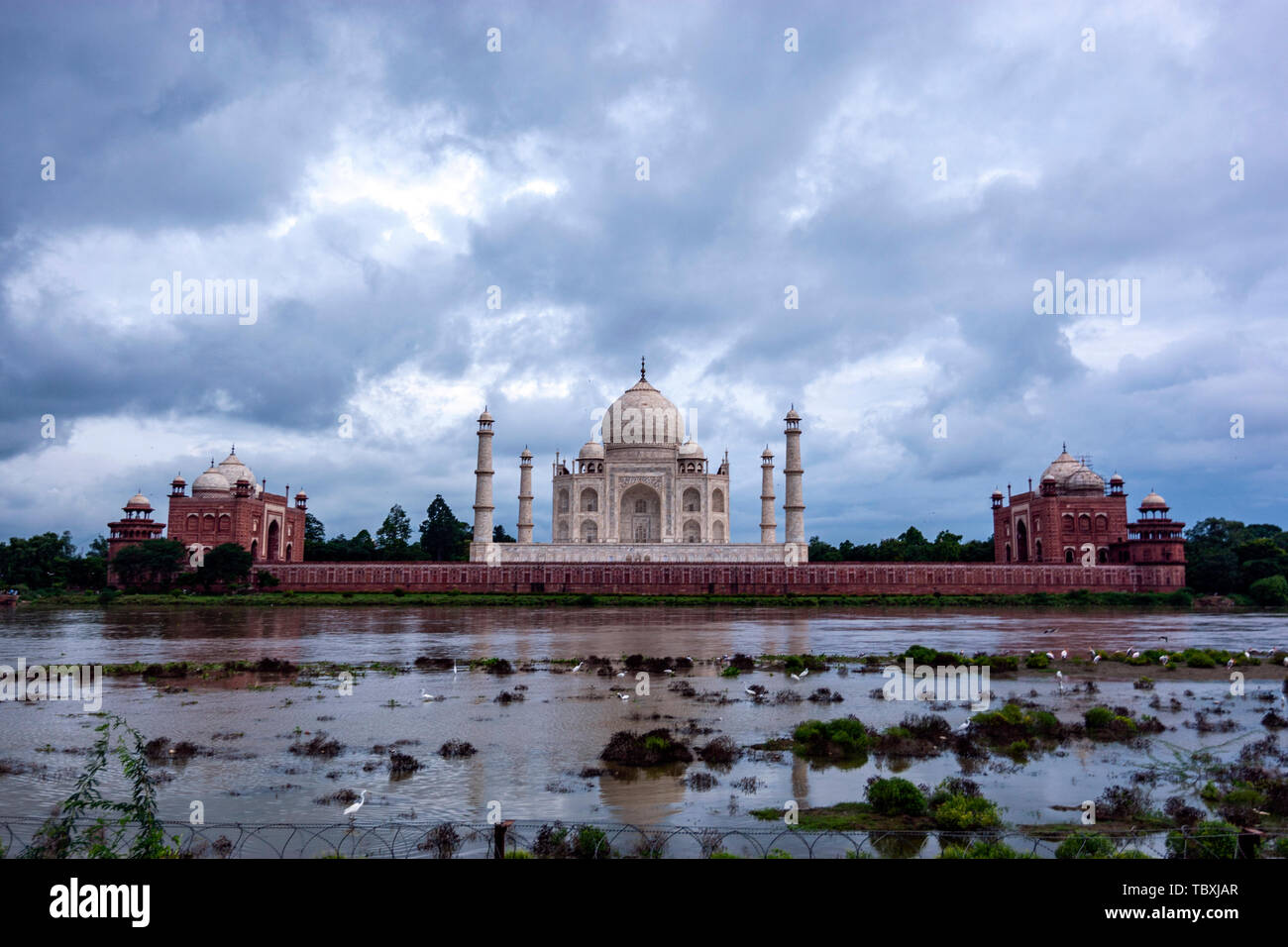 Reiher in Yamuna Fluss von mehtab Bagh, Taj Mahal View Point, Agra, Uttar Pradesh, Indien Stockfoto