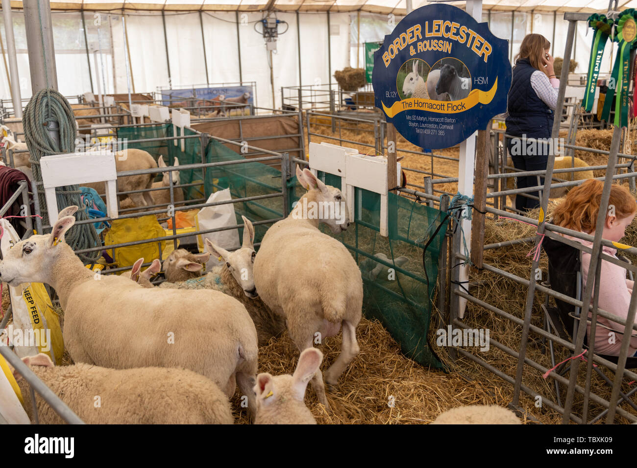 Preisgekrönte Grenze Leicester und Roussin Schaf von der Herde Hornacott an der Devon County zeigen Stockfoto