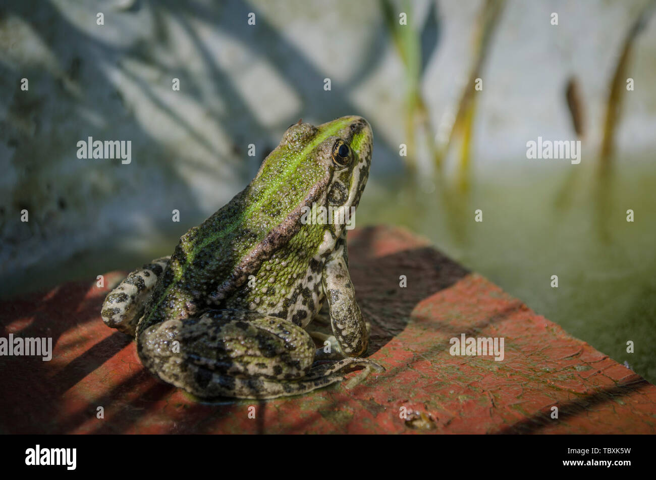 Little Green Frog sitzen auf einem Holzbrett im Teich, Makro. Stockfoto