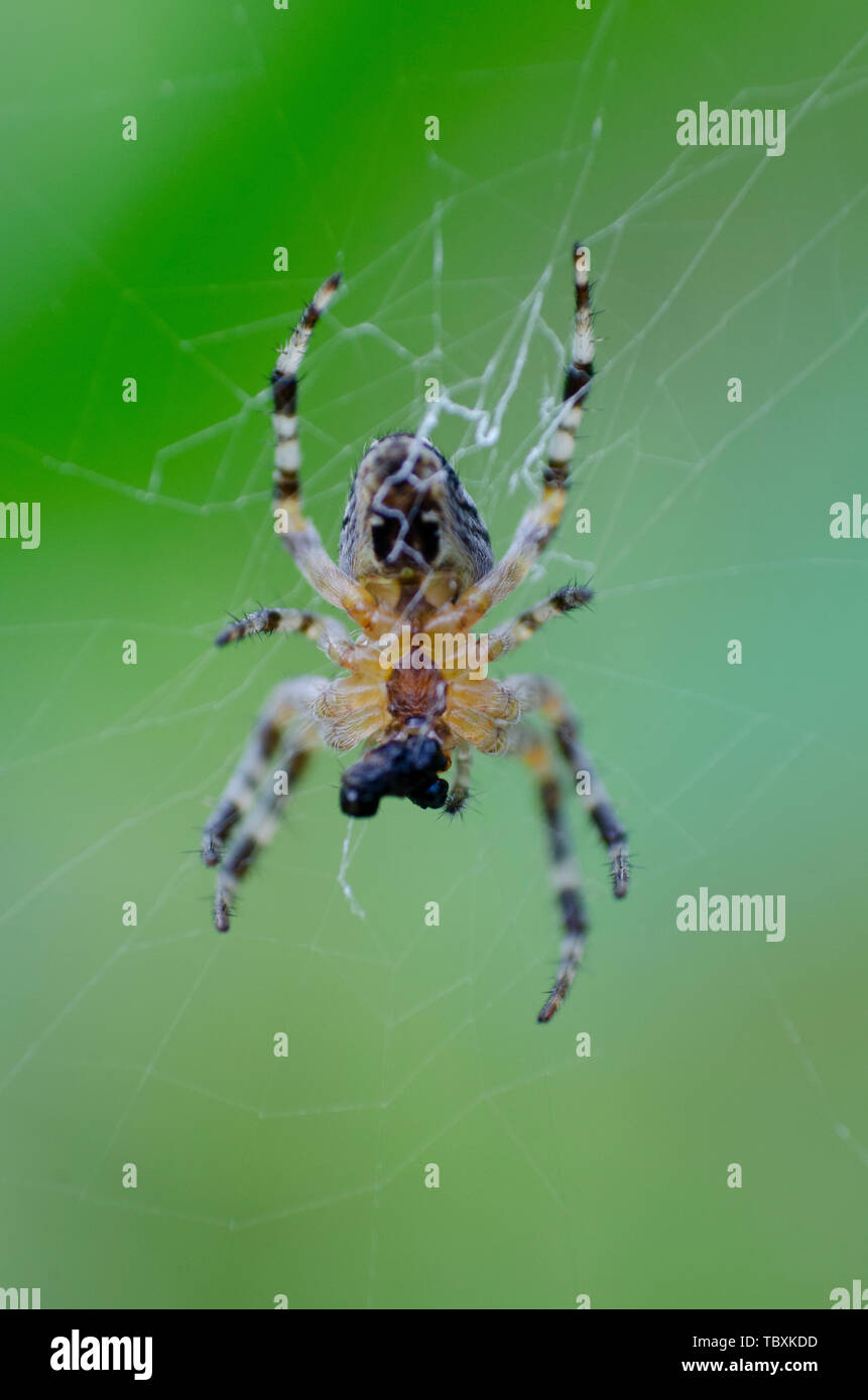 Araneus Diadematus Bilden Ein Netz Allgemein Als European Garden