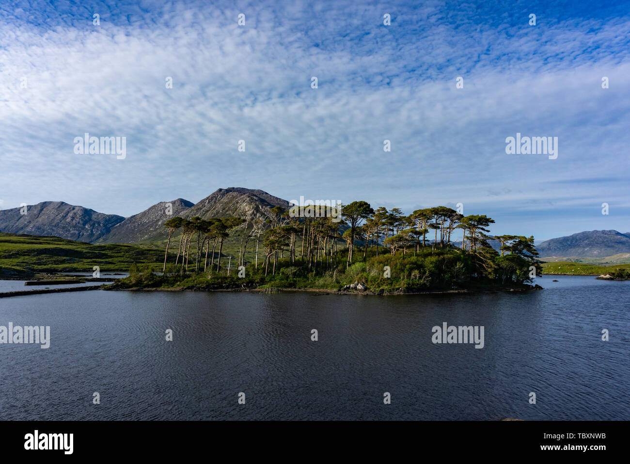Pine Island, den Connemara National Park, Irland Stockfoto