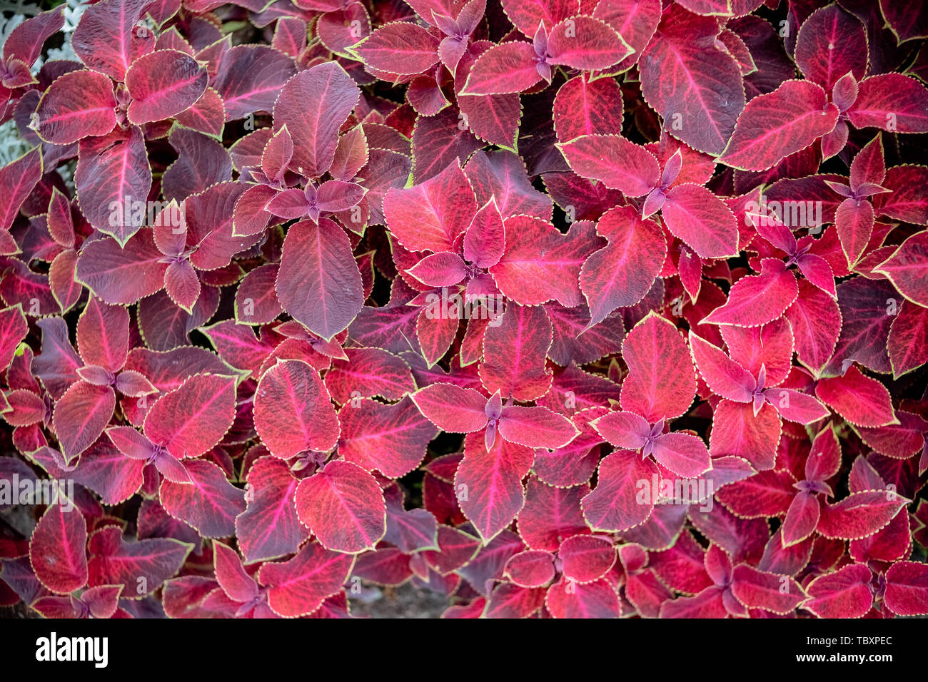 Rote Blätter im Herbst an einer Wand, Hintergrund. rustikal Rot coleus in Makro. Tolle rote Blätter. lackiert Nessel, dekorative bunte Blätter Hintergrund. Rot Stockfoto