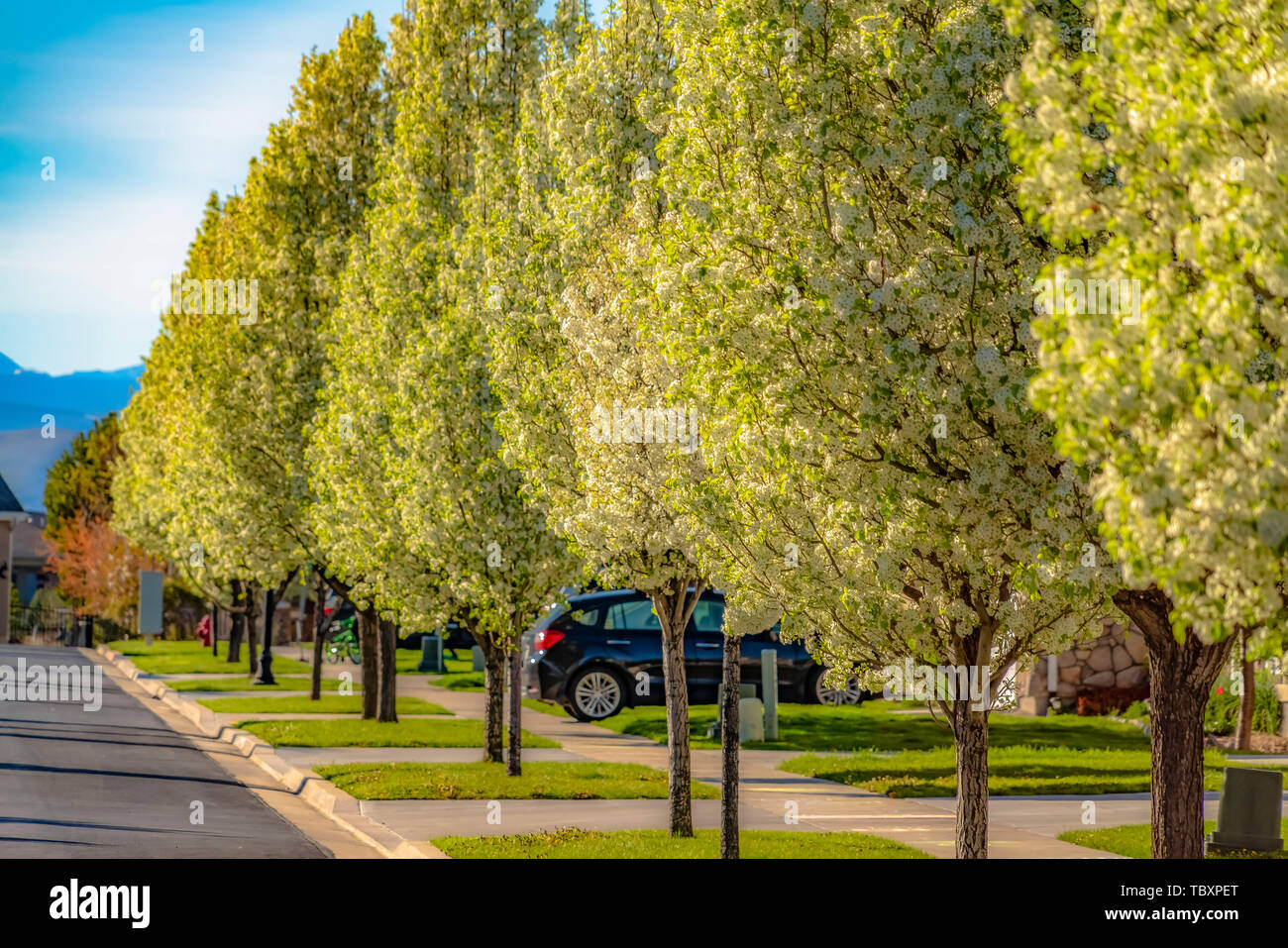 Üppig blühenden Bäume säumen die Straße vor der Häuser mit gepflegten Rasenflächen Stockfoto