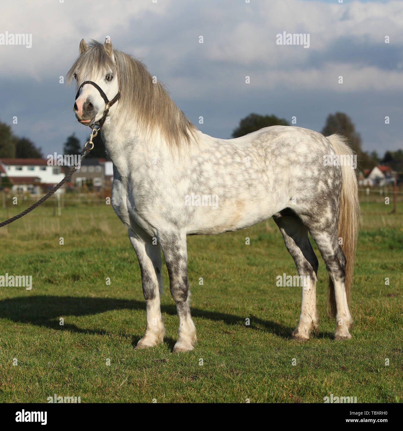 White Welsh Mountain Pony mit Schwarz Halter stehend Stockfoto