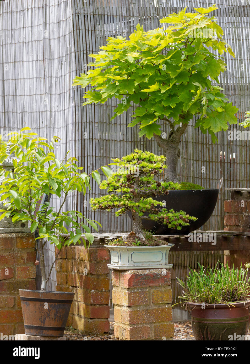 Anzeige von Bonsai in einem Garten in Northampton GROSSBRITANNIEN. Stockfoto