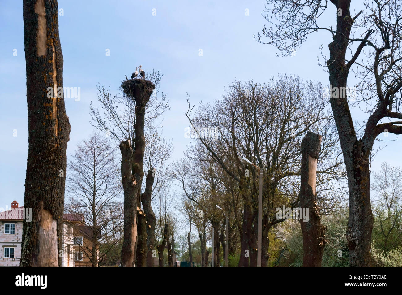 Störche im Nest auf einem Baum, Bäume und ein Vogelnest Stockfoto