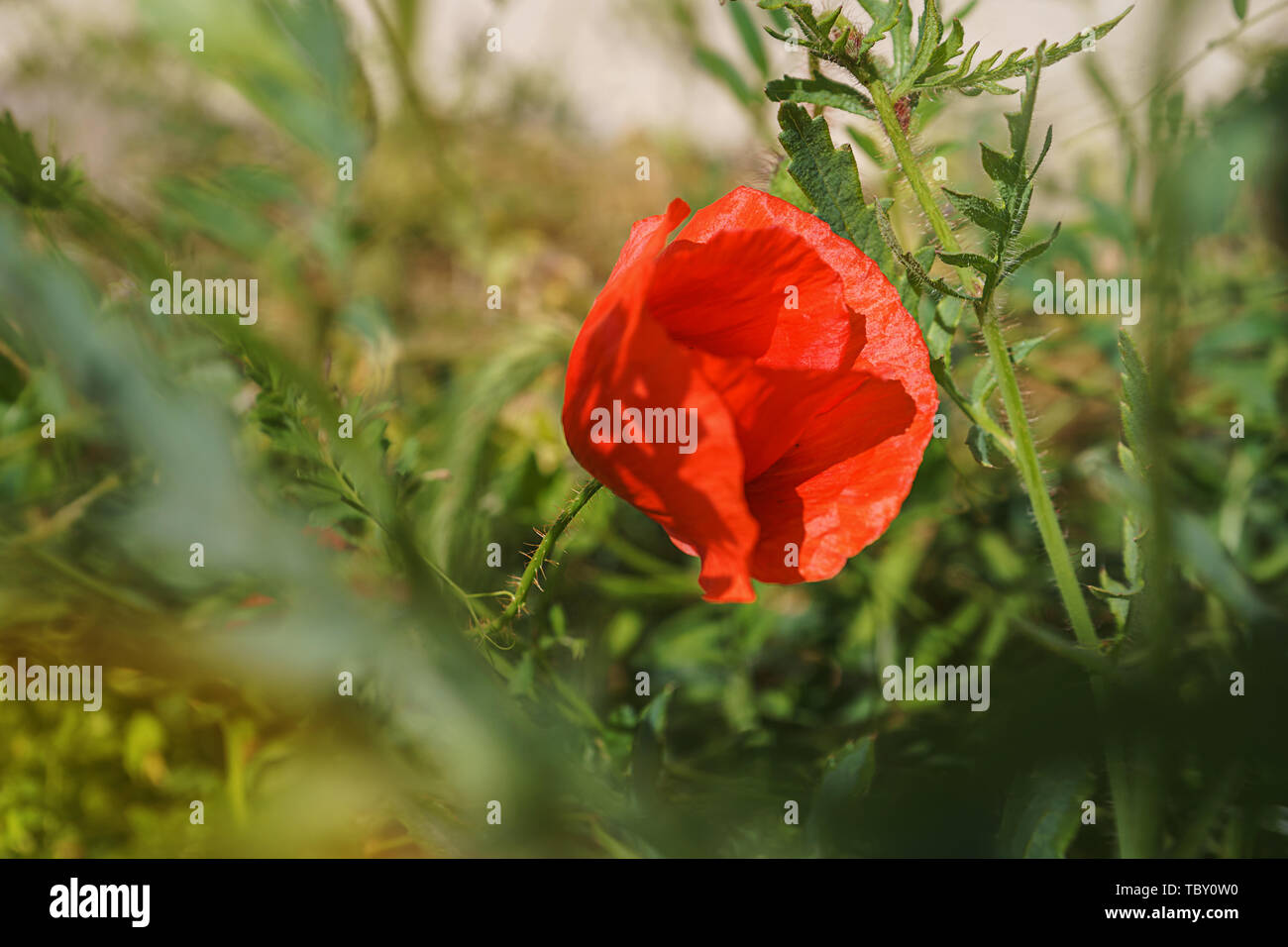 Poppy Flower oder Mohn Klatschmohn poppy an sonnigen hellen Hintergrund. Stockfoto