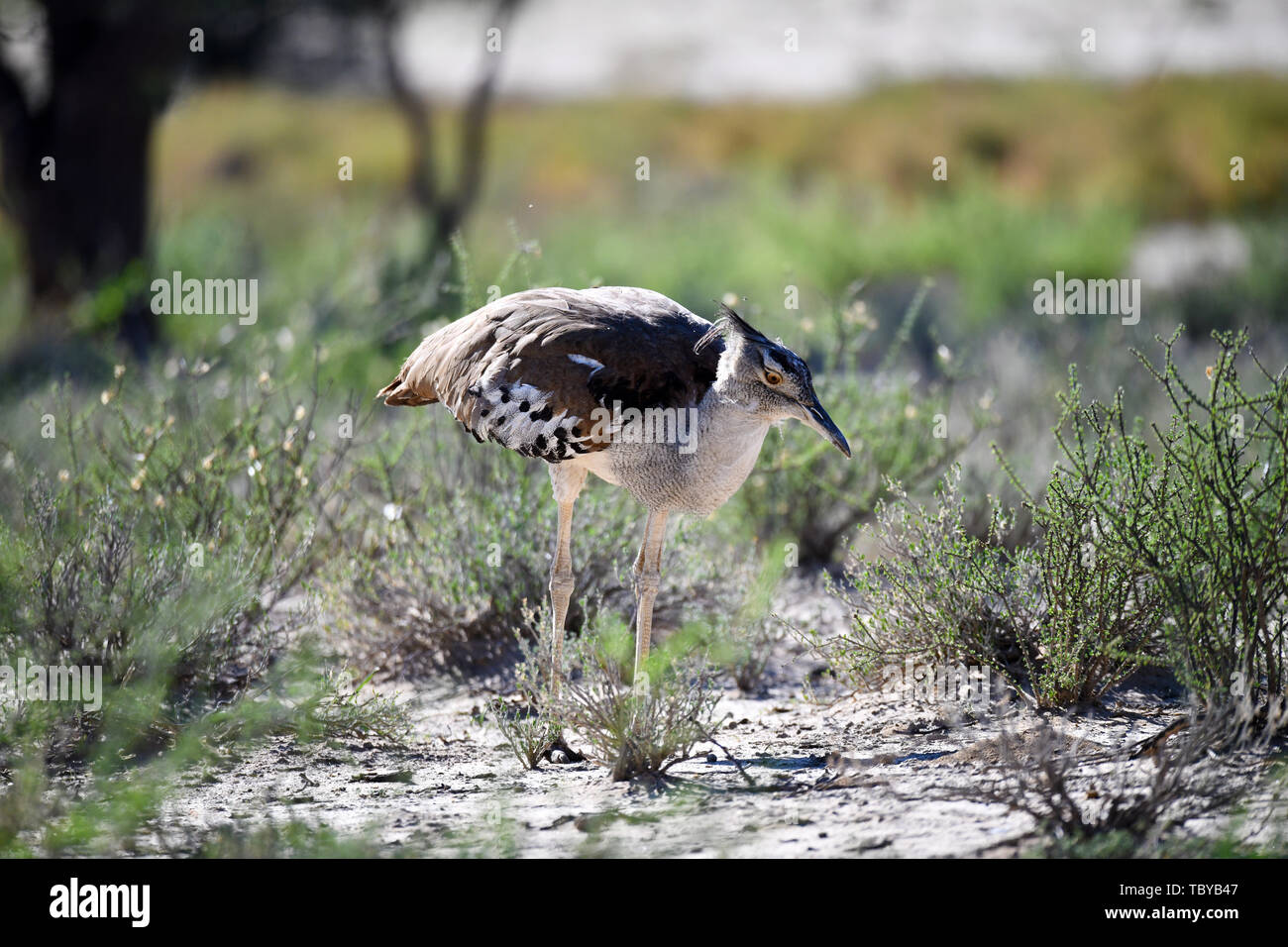 Riese oder Koritrappe (Ardeotis Kori) im Kgalagadi Transfrontier National Park, am 25.02.2019. Mit einem Gewicht von bis zu 19 kg, der koritrappe ist einer der schwersten fliegenden Vögel. Der Kgalagadi Transfrontier National Park wurde im Jahr 1999 durch die Zusammenlegung der südafrikanischen Kalahari Gemsbok National Park und Gemsbok Nationalpark in Botswana gegründet und ist ein grenzüberschreitender Naturschutzgebiet in der Kalahari Wüste mit einer Fläche von rund 38.000 Quadratkilometern. Foto: Matthias Toedt/dpa-Zentralbild/ZB/Picture Alliance | Verwendung weltweit Stockfoto