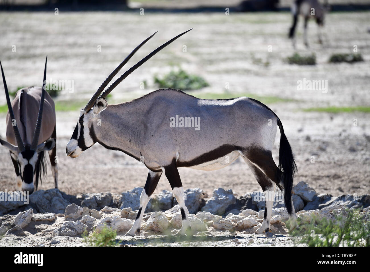 Oryx Antilopen (Oryx gazella) im Kgalagadi Transfrontier National Park, am 25.02.2019. Die zwei Hörner und schwarze Gesichtsmaske sind typisch für diese bis zu 200 kg Antilopenarten. Der Kgalagadi Transfrontier National Park wurde im Jahr 1999 durch die Zusammenlegung der südafrikanischen Kalahari Gemsbok National Park und der Gemsbok Nationalpark in Botswana und ist eine grenzüberschreitende Naturschutzgebiet im Kalahariwssste mit einer Fläche von rund 38.000 Quadratkilometern. Der Park ist bekannt für die Löwen, die häufig dort zu finden sind, sondern auch für zahlreiche andere Tiere, die hier leben, bekannt. Foto: Matthia Stockfoto