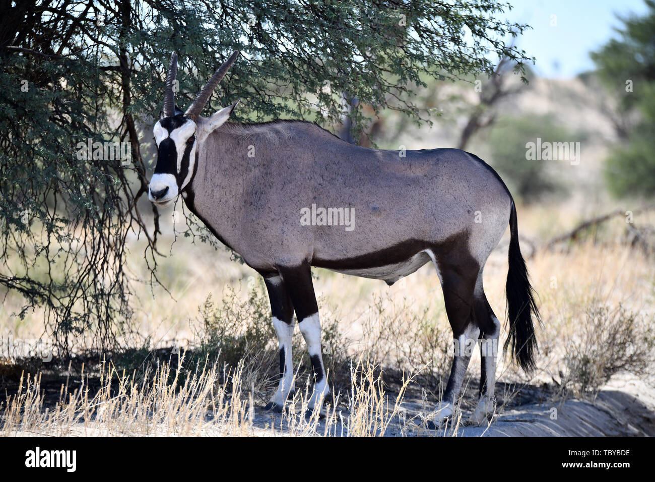 Oryx Antilope (Oryx gazella) mit gebrochenen Leichenwagen in der Kgalagadi Transfrontier National Park, am 25.02.2019. Die zwei Hörner und schwarze Gesichtsmaske sind typisch für diese bis zu 200 kg Antilopenarten. Der Kgalagadi Transfrontier National Park wurde im Jahr 1999 durch die Zusammenlegung der südafrikanischen Kalahari Gemsbok National Park und der Gemsbok Nationalpark in Botswana und ist eine grenzüberschreitende Naturschutzgebiet im Kalahariwssste mit einer Fläche von rund 38.000 Quadratkilometern. Der Park ist bekannt für die Löwen, die häufig dort zu finden sind, sondern auch für zahlreiche andere Wildtiere, leben er bekannt Stockfoto