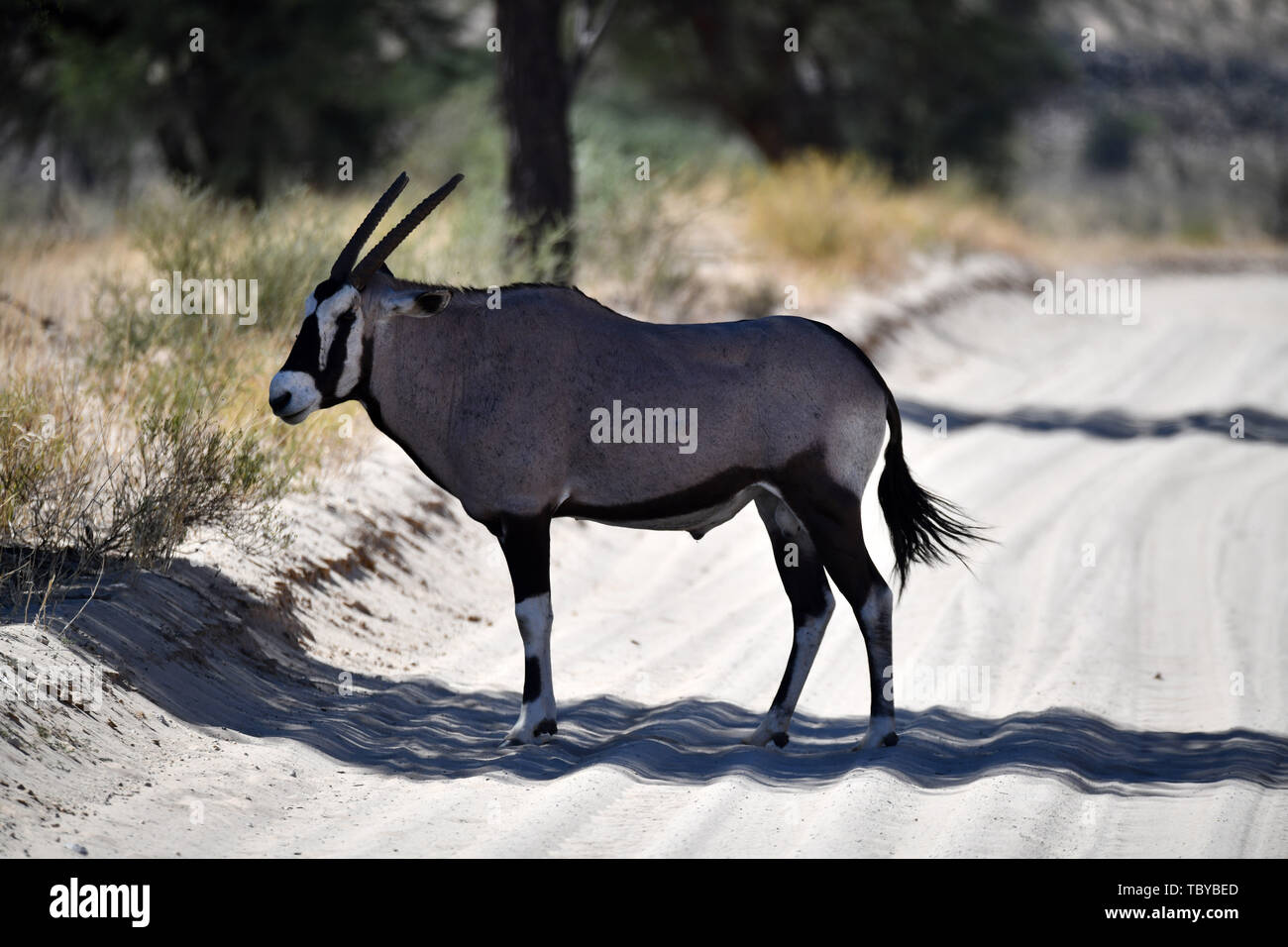 Oryx Antilope (Oryx gazella) mit gebrochenen Leichenwagen in der Kgalagadi Transfrontier National Park, am 25.02.2019. Die zwei Hörner und schwarze Gesichtsmaske sind typisch für diese bis zu 200 kg Antilopenarten. Der Kgalagadi Transfrontier National Park wurde im Jahr 1999 durch die Zusammenlegung der südafrikanischen Kalahari Gemsbok National Park und der Gemsbok Nationalpark in Botswana und ist eine grenzüberschreitende Naturschutzgebiet im Kalahariwssste mit einer Fläche von rund 38.000 Quadratkilometern. Der Park ist bekannt für die Löwen, die häufig dort zu finden sind, sondern auch für zahlreiche andere Wildtiere, leben er bekannt Stockfoto
