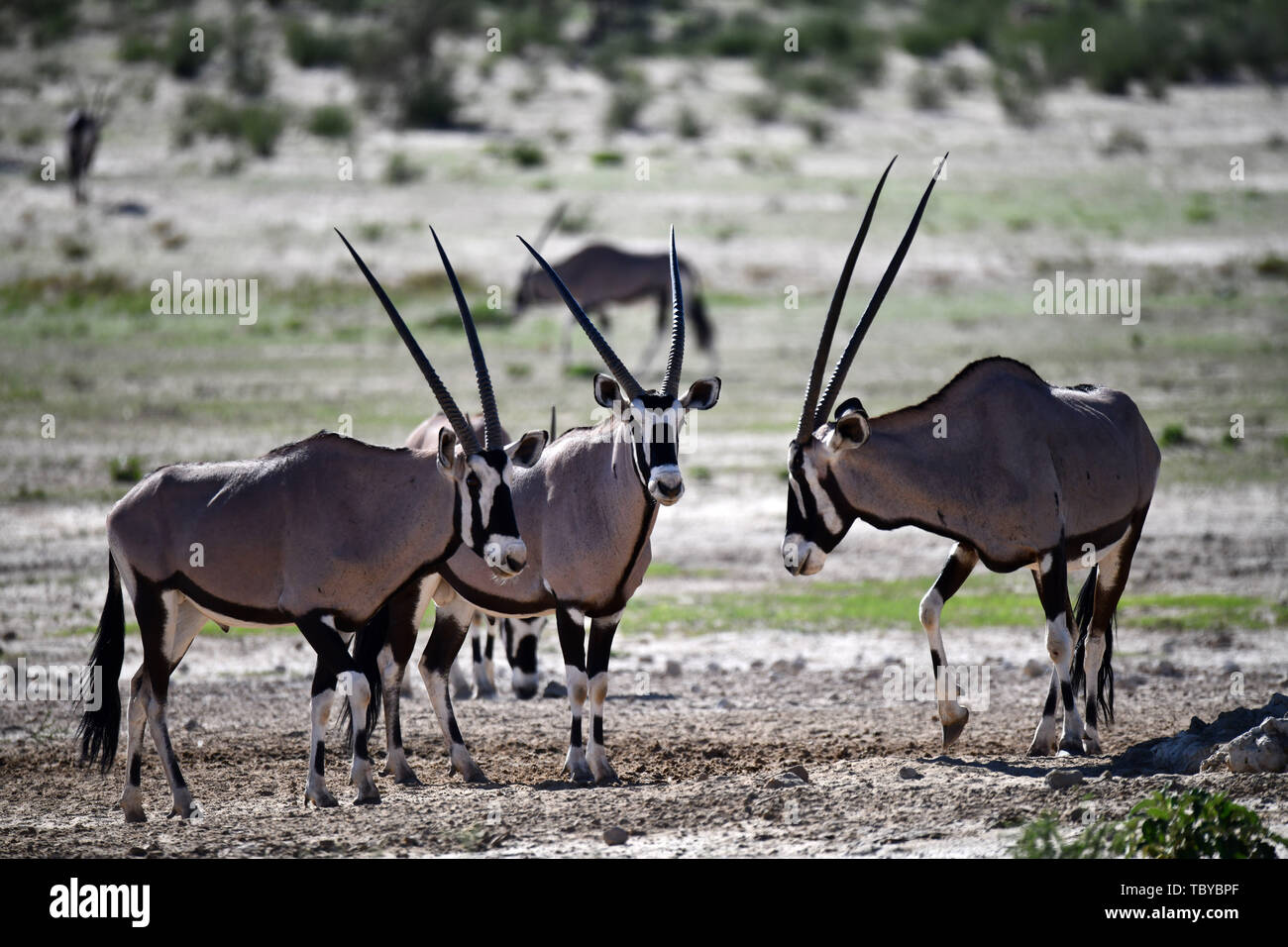 Oryx Antilopen (Oryx gazella) im Kgalagadi Transfrontier National Park, am 25.02.2019. Die zwei Hörner und schwarze Gesichtsmaske sind typisch für diese bis zu 200 kg Antilopenarten. Der Kgalagadi Transfrontier National Park wurde im Jahr 1999 durch die Zusammenlegung der südafrikanischen Kalahari Gemsbok National Park und der Gemsbok Nationalpark in Botswana und ist eine grenzüberschreitende Naturschutzgebiet im Kalahariwssste mit einer Fläche von rund 38.000 Quadratkilometern. Der Park ist bekannt für die Löwen, die häufig dort zu finden sind, sondern auch für zahlreiche andere Tiere, die hier leben, bekannt. Foto: Matthia Stockfoto