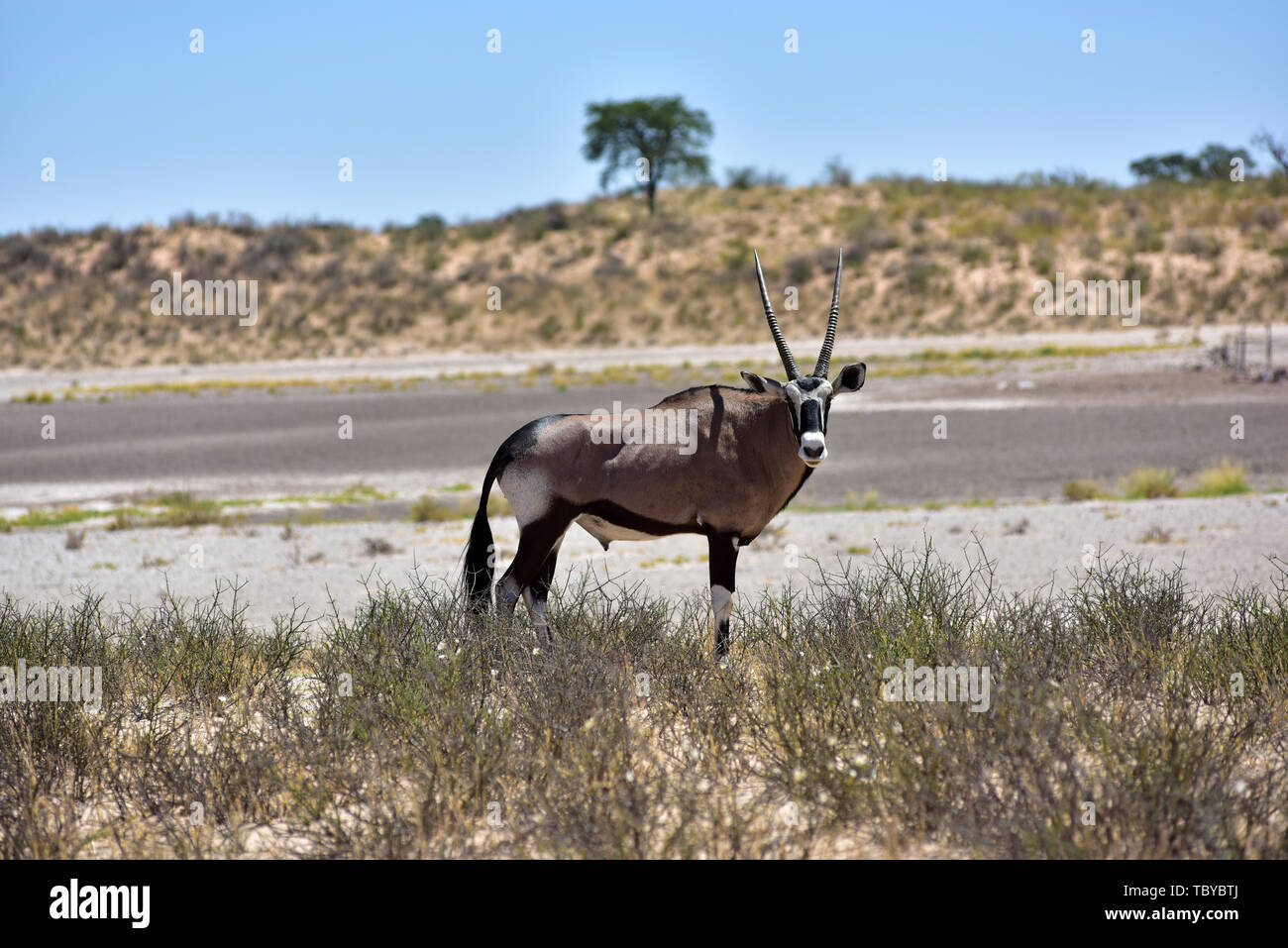 Oryx Antilope (Oryx gazella) im Kgalagadi Transfrontier National Park, am 24.02.2019. Die zwei Hörner und schwarze Gesichtsmaske sind typisch für diese bis zu 200 kg Antilopenarten. Der Kgalagadi Transfrontier National Park wurde im Jahr 1999 durch die Zusammenlegung der südafrikanischen Kalahari Gemsbok National Park und der Gemsbok Nationalpark in Botswana und ist eine grenzüberschreitende Naturschutzgebiet im Kalahariwssste mit einer Fläche von rund 38.000 Quadratkilometern. Der Park ist bekannt für die Löwen, die häufig dort zu finden sind, sondern auch für zahlreiche andere Tiere, die hier leben, bekannt. Foto: Matthias Stockfoto