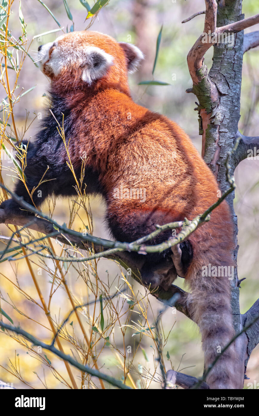 Panda sitzt auf dem Baum und isst Eukalyptus Stockfoto