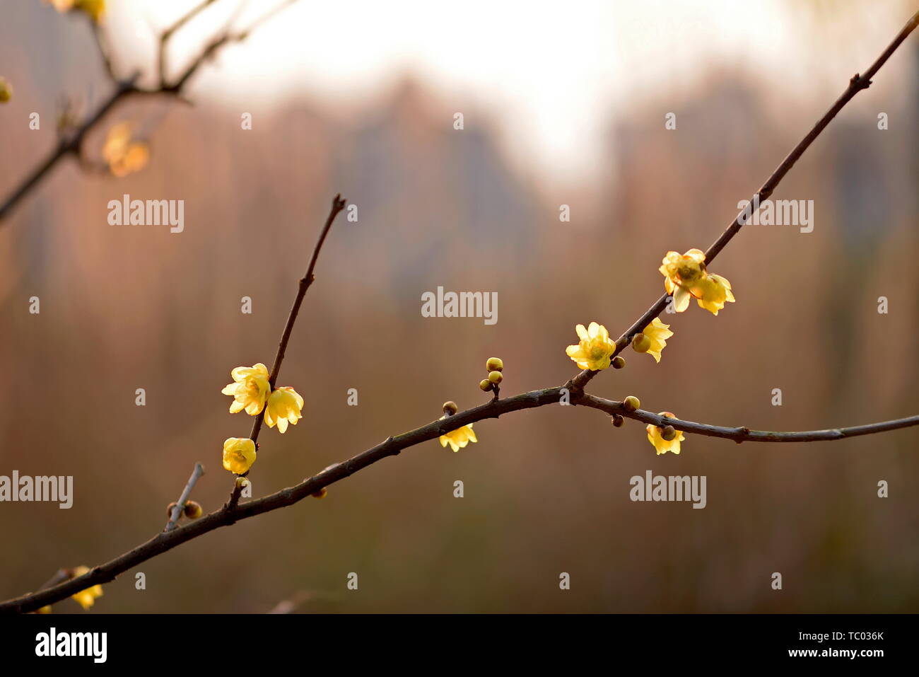 Plum flower Stockfoto