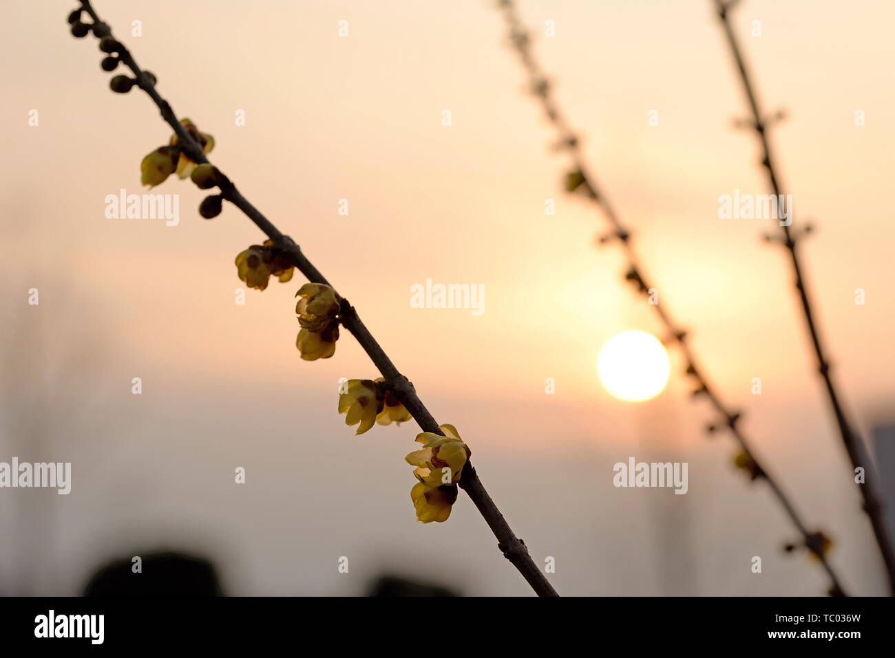 Plum flower Stockfoto